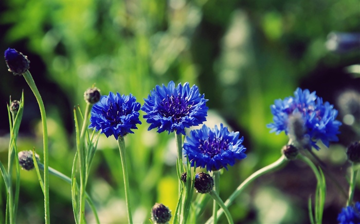 Flores azuis, fundo verde Papéis de Parede, imagem