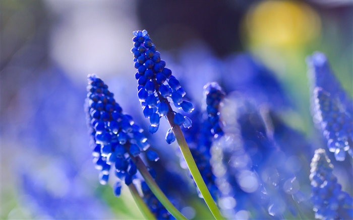 Flores azuis, nebulosas Papéis de Parede, imagem