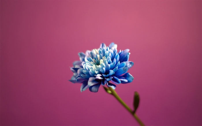 Flor de pétalas azuis, fundo rosa Papéis de Parede, imagem