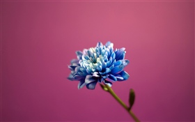 Flor de pétalas azuis, fundo rosa HD Papéis de Parede
