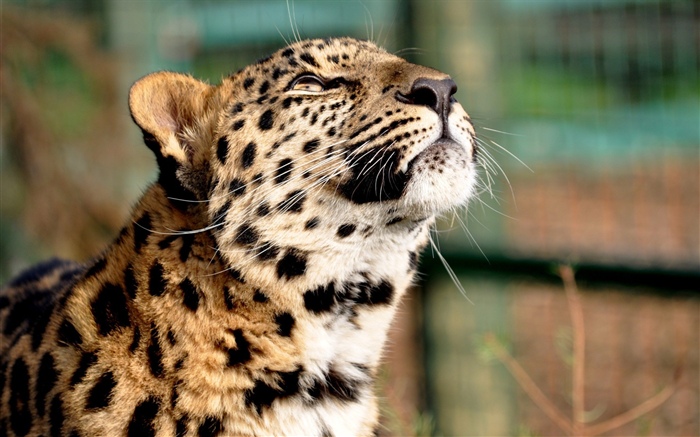 Cheetah, levante a cabeça Papéis de Parede, imagem