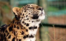 Cheetah, levante a cabeça HD Papéis de Parede