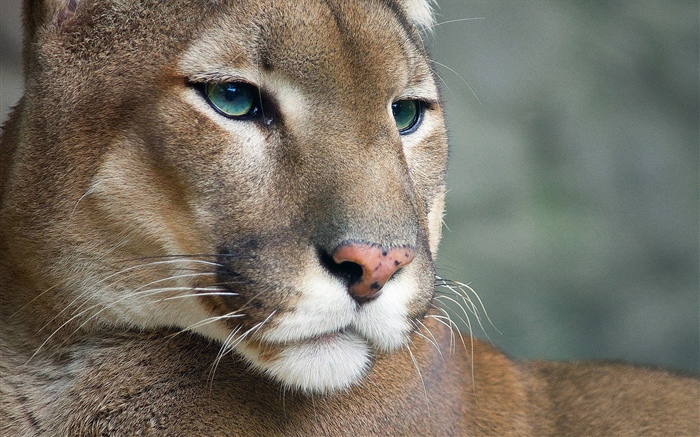 Puma, vida selvagem, cara Papéis de Parede, imagem