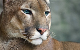 Puma, vida selvagem, cara HD Papéis de Parede