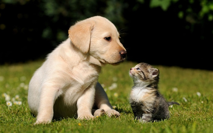 Cão e gatinho Papéis de Parede, imagem