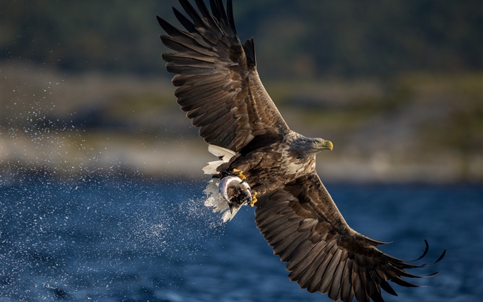 Águia pegar peixe, asas, lago Papéis de Parede, imagem