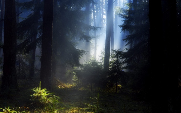 Floresta, árvores, nevoeiro, manhã Papéis de Parede, imagem