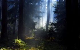 Floresta, árvores, nevoeiro, manhã HD Papéis de Parede