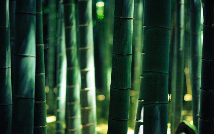 Bambu verde, haste Papéis de Parede, imagem