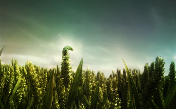 Lagarto verde, campo de trigo Papéis de Parede, imagem