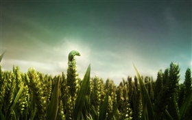 Lagarto verde, campo de trigo HD Papéis de Parede