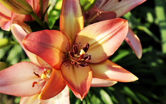Close-up alaranjado da flor do lírio, pétalas Papéis de Parede, imagem