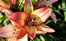 Close-up alaranjado da flor do lírio, pétalas HD Papéis de Parede