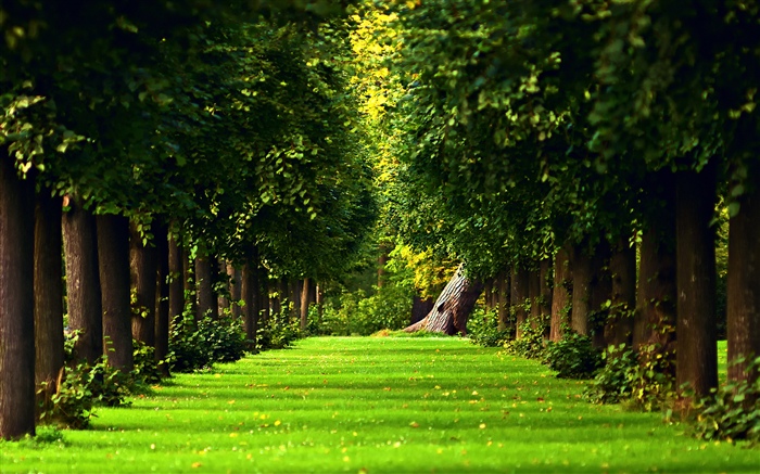 Parque, árvores, gramado verde Papéis de Parede, imagem