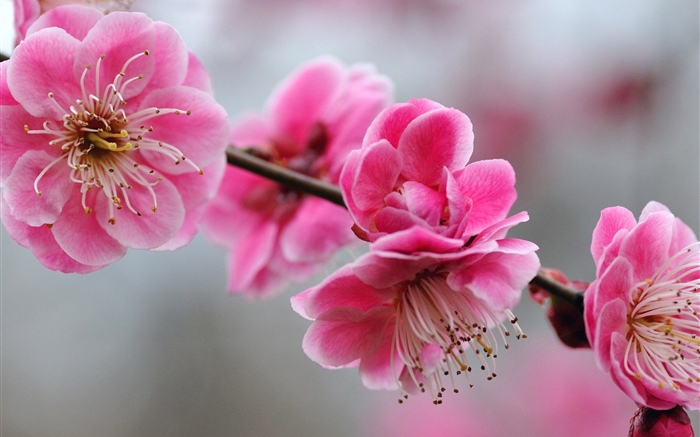 Flores cor-de-rosa da ameixa, galhos, mola Papéis de Parede, imagem