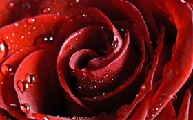 Rosa vermelha, pétalas, gotas de água HD Papéis de Parede