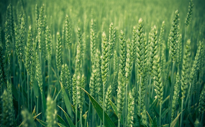 Campo do arroz, verde Papéis de Parede, imagem
