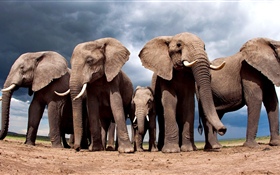 Alguns elefantes HD Papéis de Parede