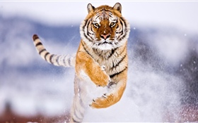 Tigre correndo, neve, inverno HD Papéis de Parede