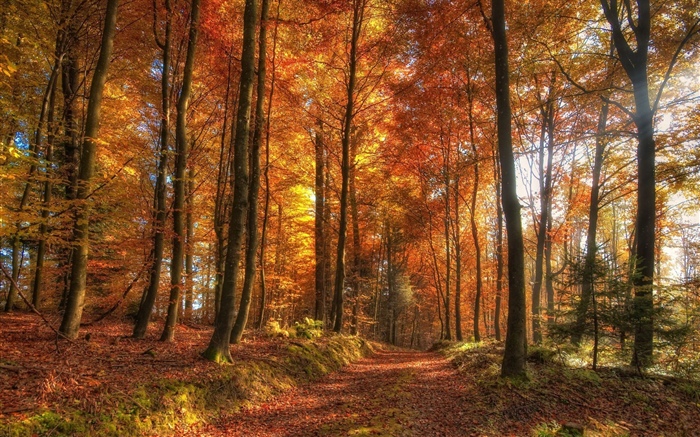 Árvores, floresta, outono Papéis de Parede, imagem