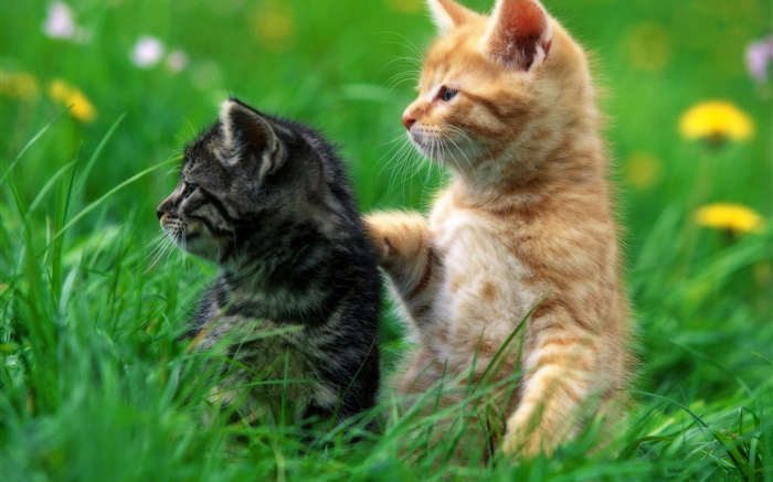 Dois gatinhos, grama Papéis de Parede, imagem