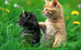 Dois gatinhos, grama HD Papéis de Parede