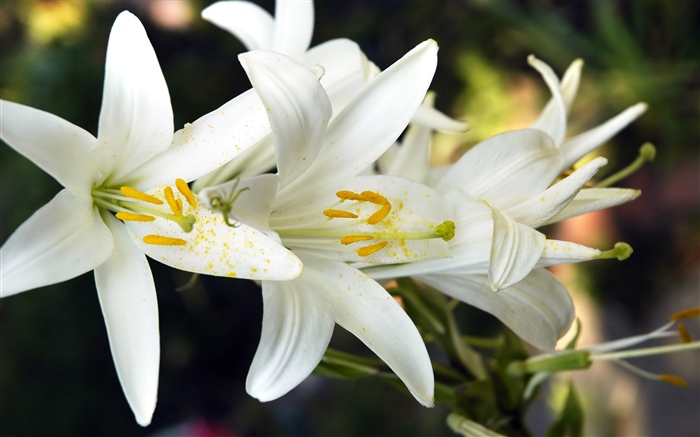 Flores de lírio branco Papéis de Parede, imagem