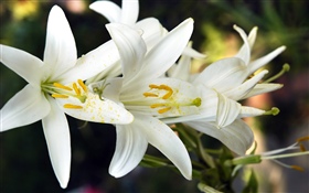 Flores de lírio branco HD Papéis de Parede