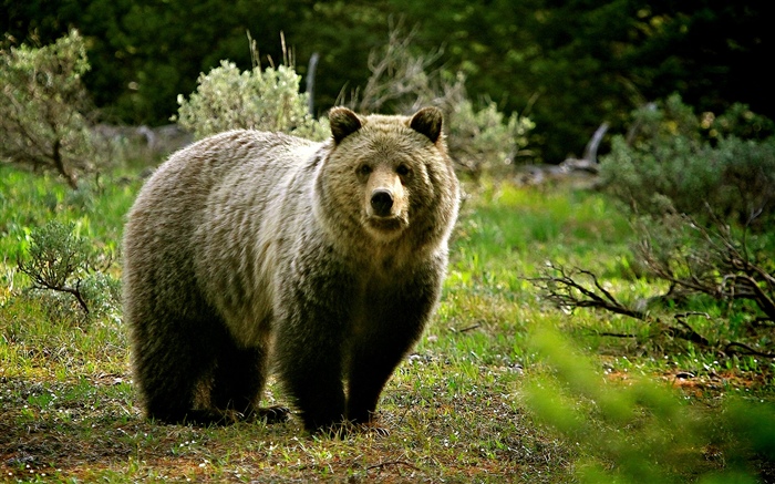 Vida selvagem, urso Papéis de Parede, imagem