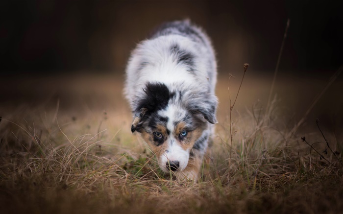 Cão de pastor australiano, vista frontal Papéis de Parede, imagem