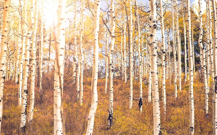 Outono, floresta de bétulas, árvores Papéis de Parede, imagem
