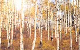 Outono, floresta de bétulas, árvores HD Papéis de Parede