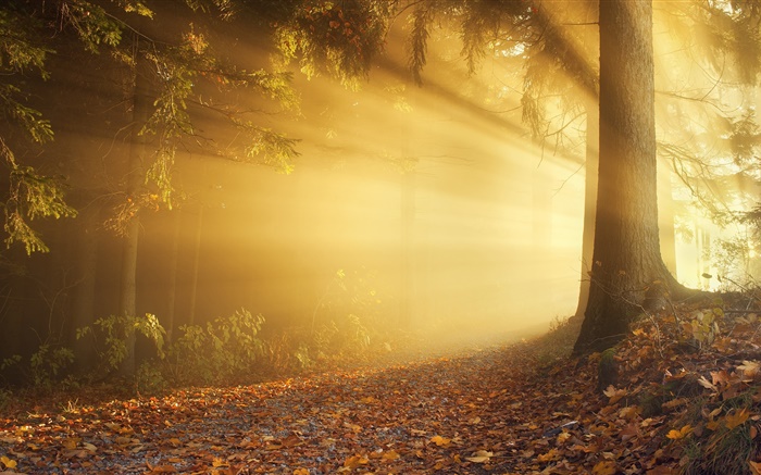 Outono, floresta, raios solares, nevoeiro, amanhecer Papéis de Parede, imagem