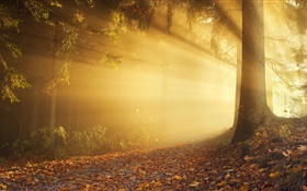 Outono, floresta, raios solares, nevoeiro, amanhecer HD Papéis de Parede