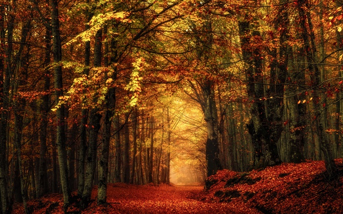 Outono, floresta, árvores, folhas vermelhas Papéis de Parede, imagem