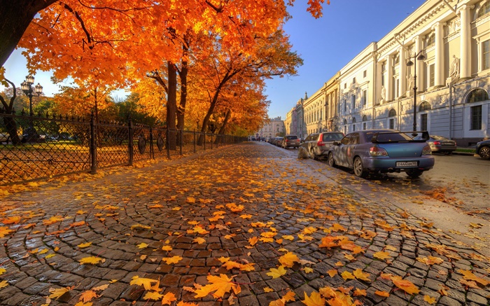 Outono, árvores, folhas de bordo vermelho, rua, São Petersburgo Papéis de Parede, imagem
