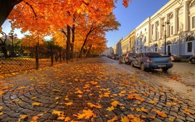 Outono, árvores, folhas de bordo vermelho, rua, São Petersburgo