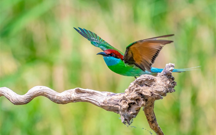 Belo pássaro verde azul de penas vermelhas Papéis de Parede, imagem