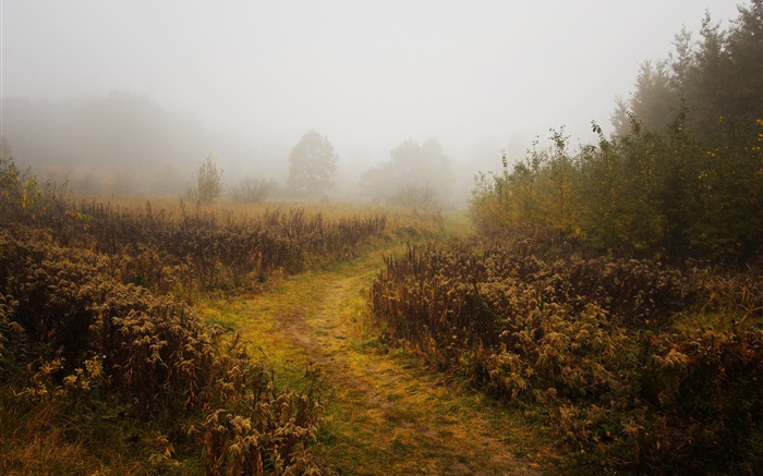 Manhã, outono, nevoeiro, árvores Papéis de Parede, imagem