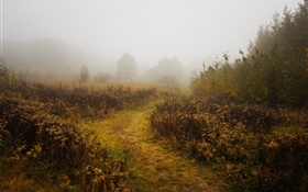 Manhã, outono, nevoeiro, árvores HD Papéis de Parede