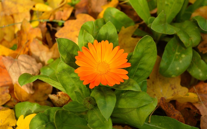 Flor laranja, folhas verdes Papéis de Parede, imagem