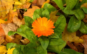 Flor laranja, folhas verdes HD Papéis de Parede