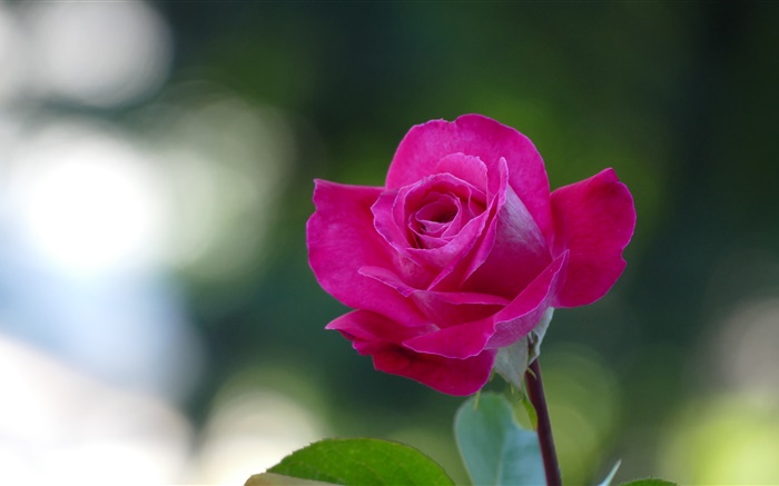 Rosa rosa close-up, pétalas Papéis de Parede, imagem