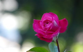 Rosa rosa close-up, pétalas HD Papéis de Parede
