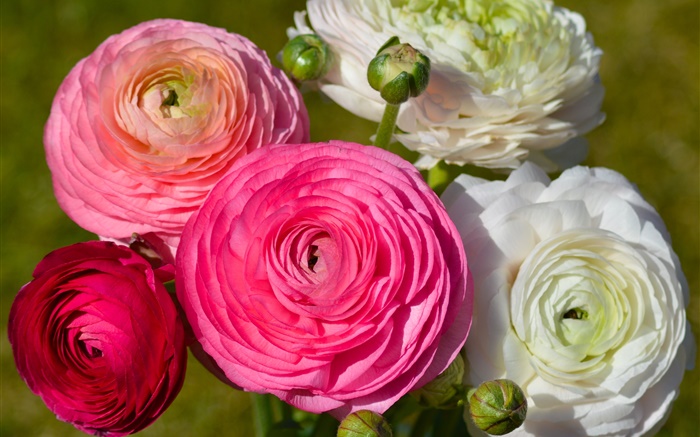 Flores brancas rosa, ranunculus Papéis de Parede, imagem