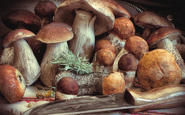 Alguns cogumelos, comida Papéis de Parede, imagem
