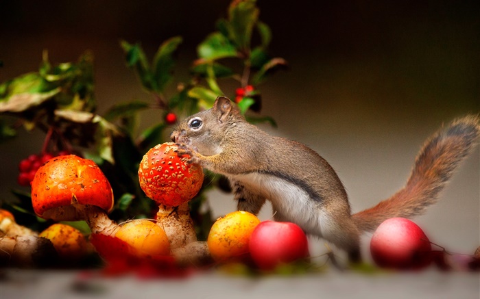 Esquilo, cogumelo, maçãs Papéis de Parede, imagem