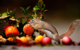 Esquilo, cogumelo, maçãs HD Papéis de Parede