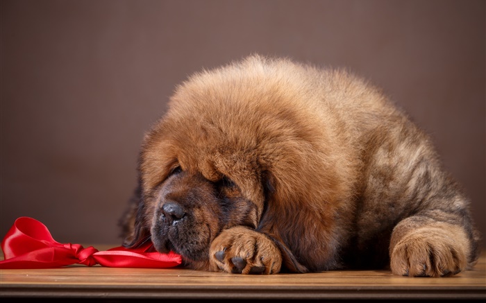 Mastiff tibetano, cachorro Papéis de Parede, imagem