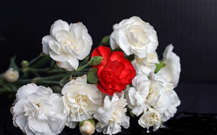 Rosas brancas e vermelhas, fundo preto Papéis de Parede, imagem